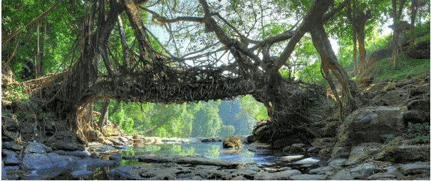 living-roots-bridge-meghalaya-the-backpackers-group