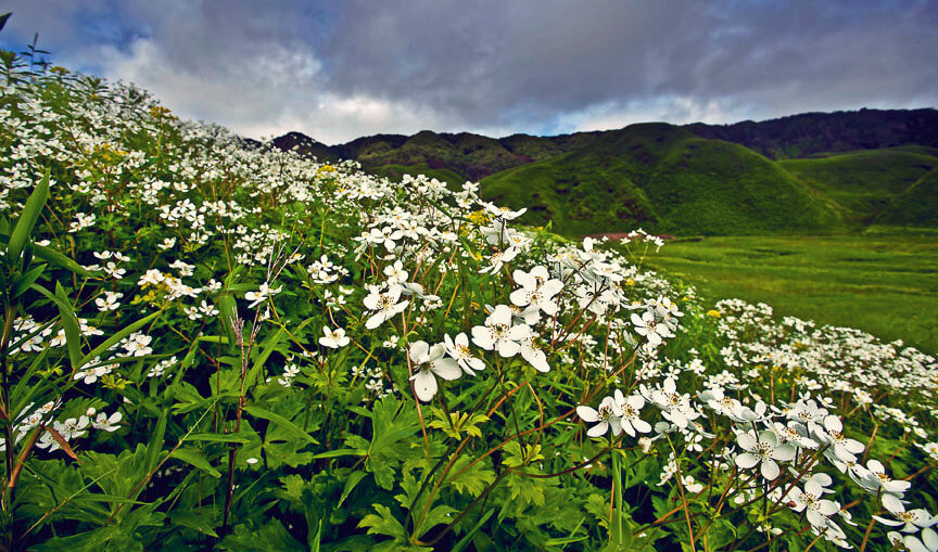 Dzukou Valley - Valley of Flowers – Story Beyond Mountain and Mist - The Backpackers Group