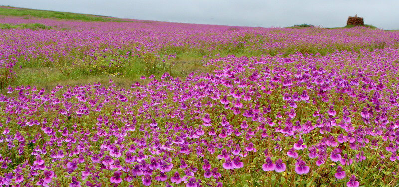 Kaas Plateau - Valley of Flowers – Story Beyond Mountain and Mist - Maharashtra - The Backpackers Group